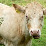 cow photo by peter hellebrand