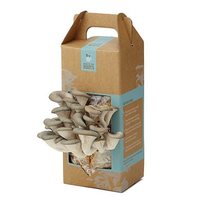 mushroom kit