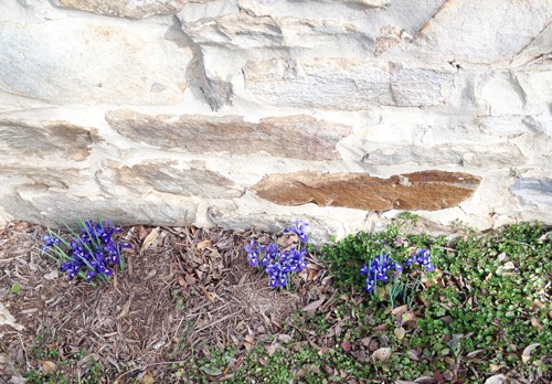 spring flowers