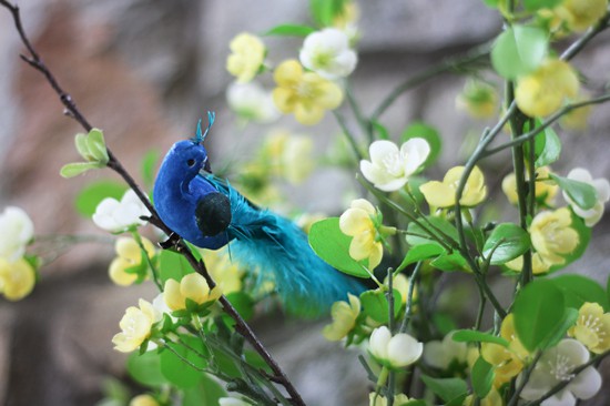 peacock in tree peacock in tree