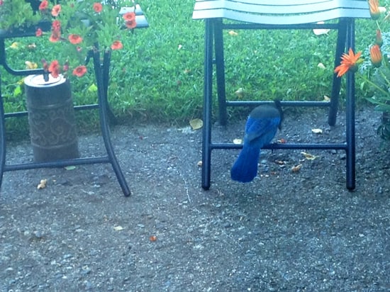 steller's jay