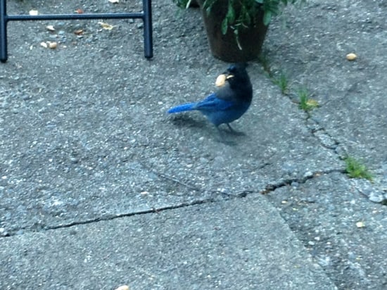 steller's jay