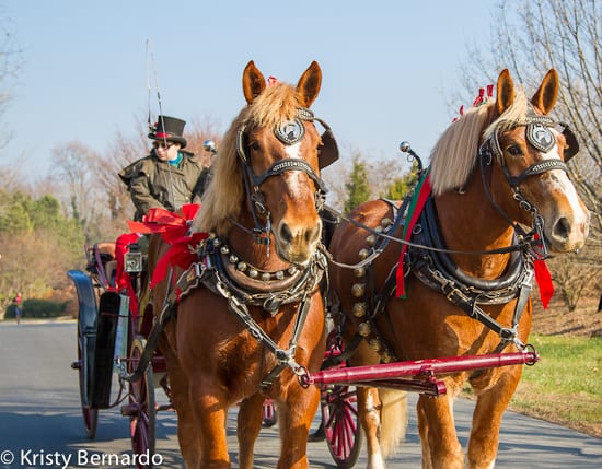 middleburg christmas parade