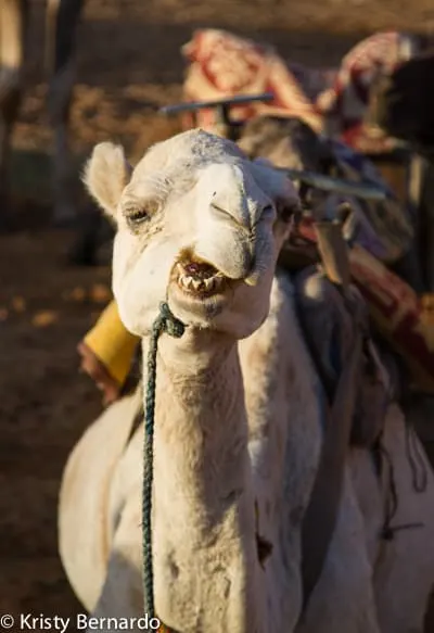 camel in Sahara desert