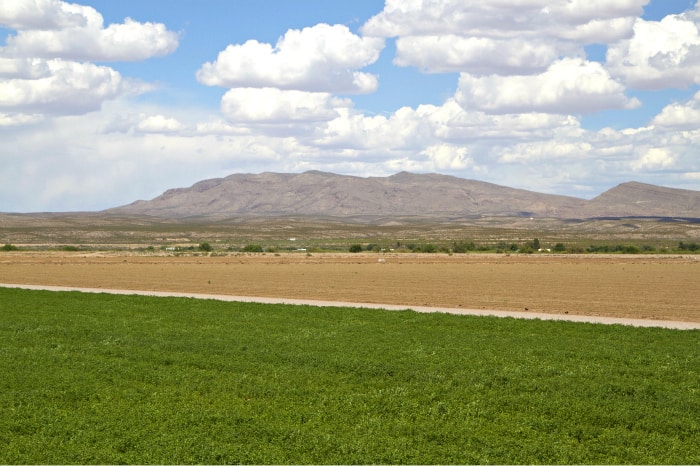a field in Hatch, NM where they grow hatch chiles