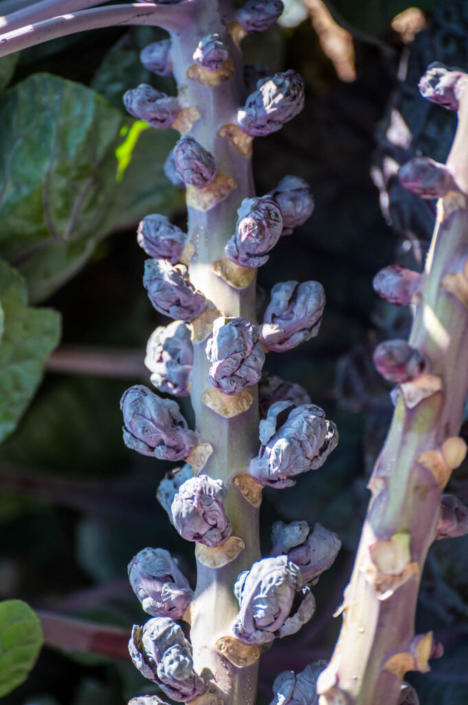 a stalk of purple brussels sprouts ready for harvest