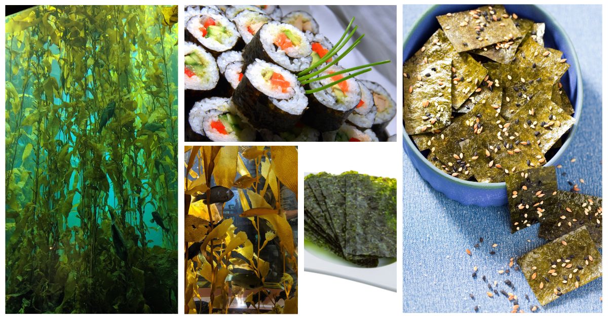 What Are Sea Greens? • The Wicked Noodle