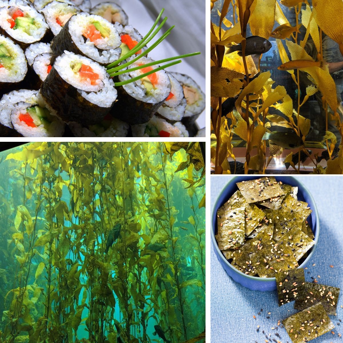 What Are Sea Greens? • The Wicked Noodle