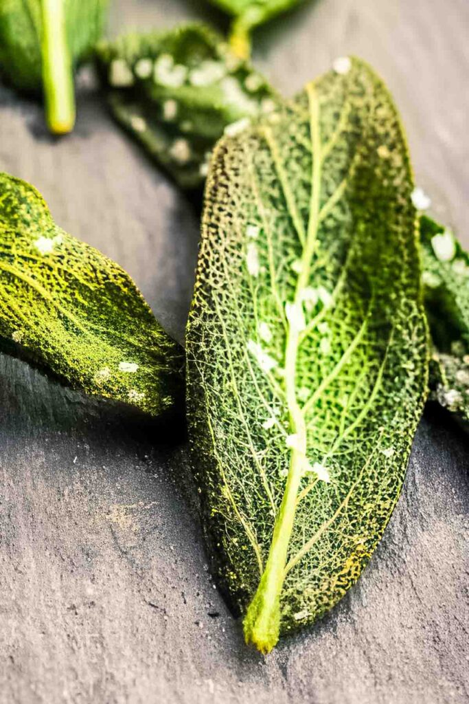 Extreme close-up of a single crispy sage leaf showing its delicate veins and coarse salt on a dark surface.